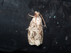 Phaecasiophora leechi