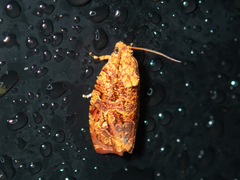 Phaecasiophora cornigera