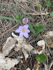 Crocus cambessedesii