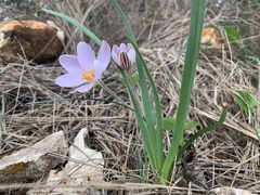 Crocus cambessedesii