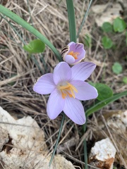 Crocus cambessedesii