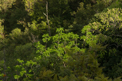 Polyscias sandwicensis