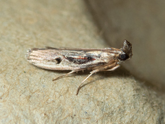 Pseudodavara haemaphoralis