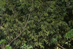 Diospyros sandwicensis