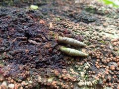 Oospira penangensis