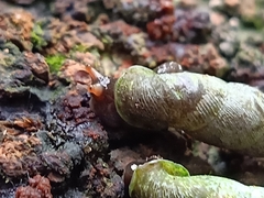 Oospira penangensis