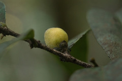 Diospyros sandwicensis