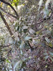 Diospyros sandwicensis