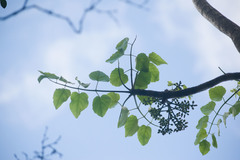 Polyscias sandwicensis