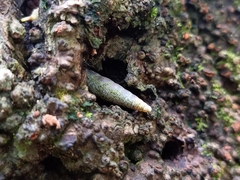 Oospira penangensis