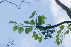 Polyscias sandwicensis