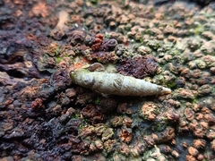 Oospira penangensis