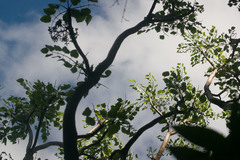 Polyscias sandwicensis