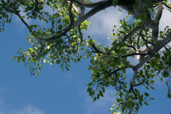 Polyscias sandwicensis