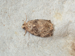 Phaecasiophora leechi