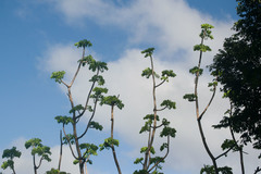 Polyscias sandwicensis