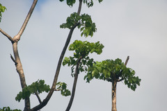 Polyscias sandwicensis