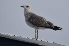 Larus michahellis