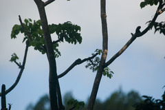 Polyscias sandwicensis