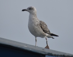 Larus michahellis