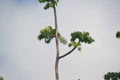 Polyscias sandwicensis