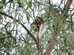 Callosciurus finlaysonii