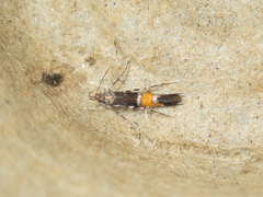 Cosmopterix aculeata
