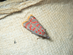 Dichomeris sandycitis