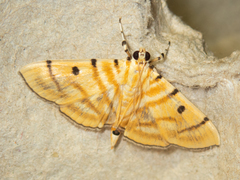 Notarcha tigrina
