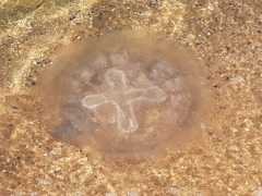 Pseudorhiza haeckeli