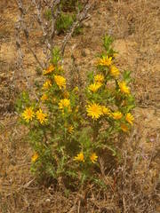 Scolymus hispanicus