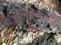 Isopoda