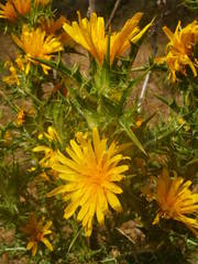 Scolymus hispanicus