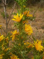 Scolymus hispanicus