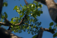 Polyscias sandwicensis