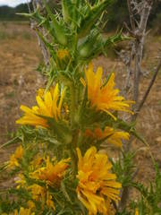 Scolymus hispanicus