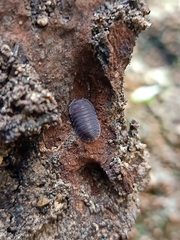 Isopoda