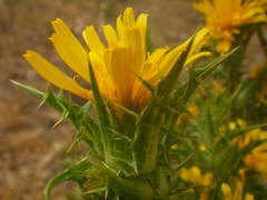 Scolymus hispanicus