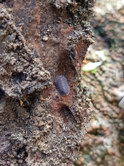 Isopoda