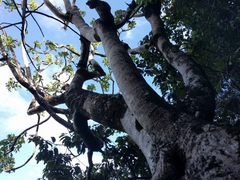 Polyscias sandwicensis