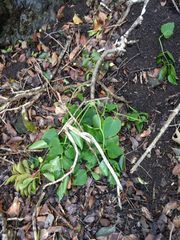 Polyscias sandwicensis