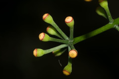 Polyscias sandwicensis