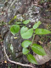 Polyscias sandwicensis