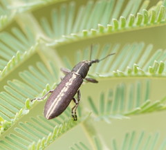 Rhinotia melanocephala