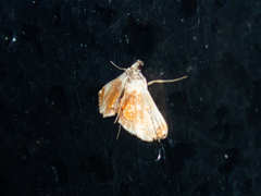 Trichophysetis pulchella