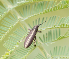 Rhinotia melanocephala