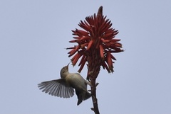 Phylloscopus collybita