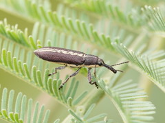 Rhinotia melanocephala