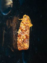 Phaecasiophora cornigera