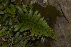 Asplenium difforme
